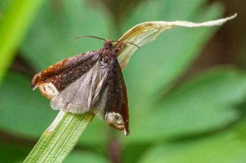 Réf. 302 846 : Ancylis selenana